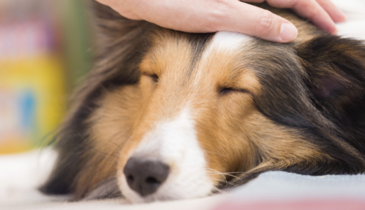 幸せホルモンオキシトシンでみる人と犬の関係